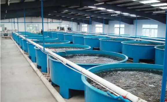 Indoor factory recirculating aquaculture system and technology
