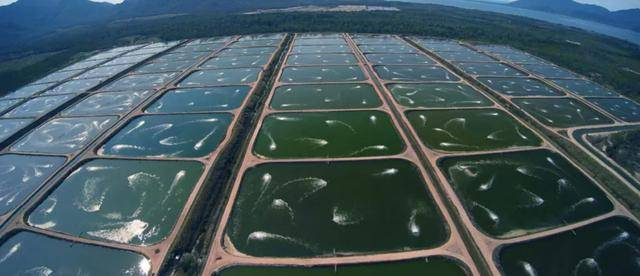 Precautions for aquaculture in early spring